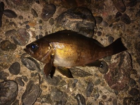 ノープラン釣行